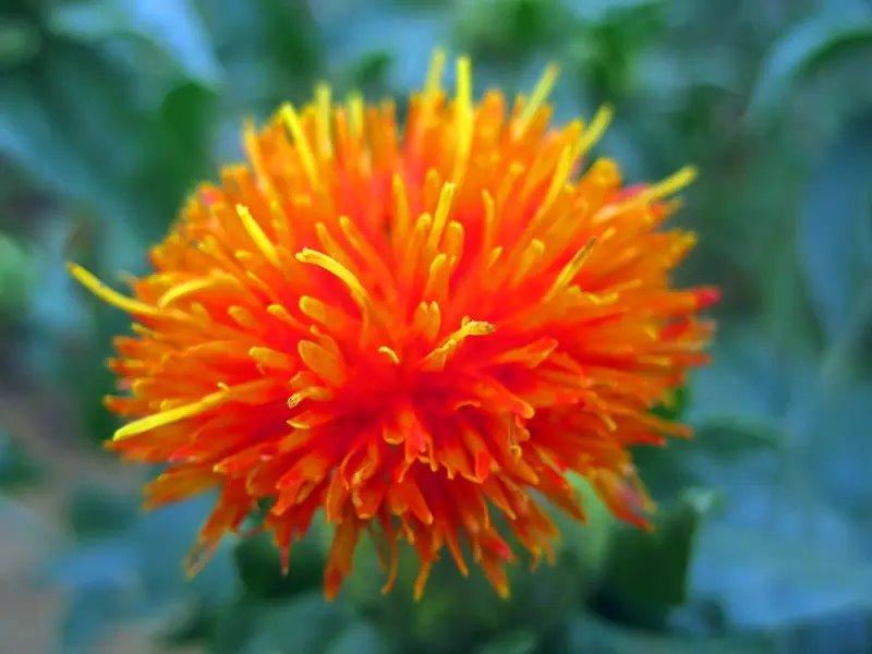 Safflower Extract Powder.jpg